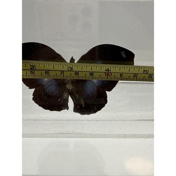 Vtg Great Blue Hookwing. Napeocles jucunda, Mounted butterfly Plexiglass Signed - Picture 6 of 16